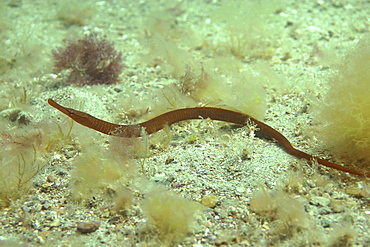 Snake Pipefish. UK   (RR)