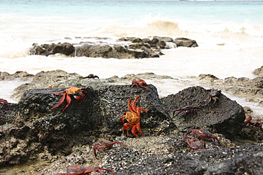 Sally Lightfoot. Galapagos.   (RR)