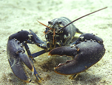 Common lobster. UK   (RR)