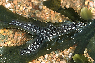 Star Seasquirt. UK