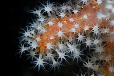 Red Fingers Coral. Sark, Channel Islands