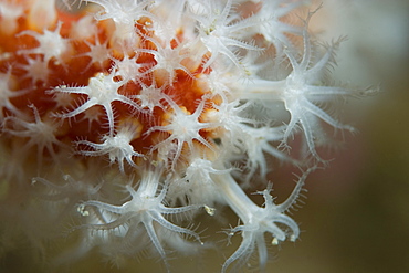 Red Fingers Soft Coral (Alcyonium glomeratum), Sark, Channel Islands