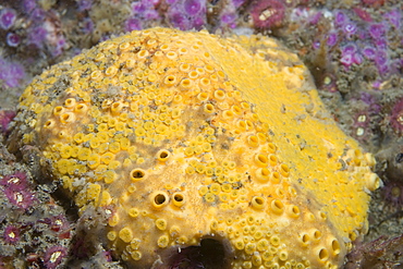 Boring Sponge (Cliona celata), Gouliot Caves, Sark, Channel Islands