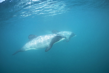 Hector's dolphin (Cephalorhynchus hectori). Two underwater in dappled light.
Akaroa, New Zealand.