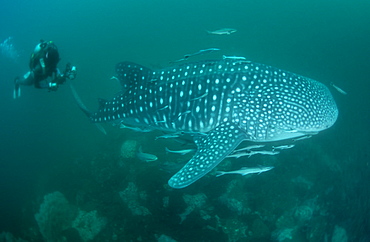 Whale Shark & diver. Myanmar (Burma)