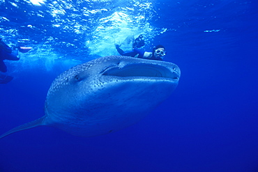 Whale shark. Growing over 17m in length, despite it is th largest fish of the world, scientists still do not know a lot about the Whale Shark, such as where they migrate to, why divers don't see the free swimming babies, etc.  Here, a bunch of divers may be a bit too close to the 8m long shark.  By regulations in Ningaloo, swimmers have to be 3 meter from the whale shark. Ningaloo Reef, Western Australia