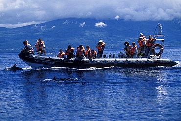 Whale-watchers & Atlantic Spotted Dolphins, Stenella frontalis. Azores, Portugal, Atlantic