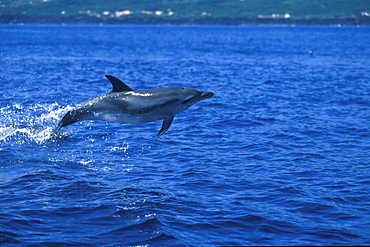 Atlantic Spotted Dolphin (Stenella frontalis) breaching.