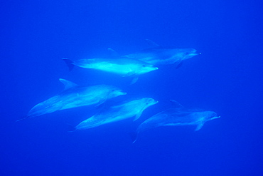 Bottlenose Dolphin (Tursiops truncatus), Oceanic larger sub-species. Azores, Portugal, Atlantic.   (rr)