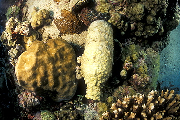 Coral and Sponge Encrusted Bottle. Gorontalo, Sulawesi, Indonesia