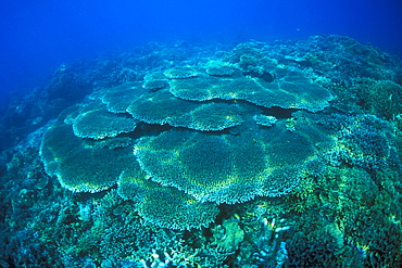 Plate Corals, Coral Fields. Gorontalo, Sulawesi, Indonesia