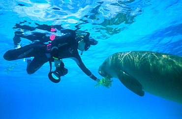 Wild Dugong (Dugong dugong) taking sea grass from snorkeler. Kota Kinabalu, Sabah, Malaysia.