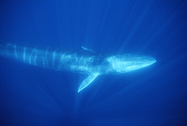 Fin Whale (Balaenoptera physalus). Azores, Portugal, Atlantic