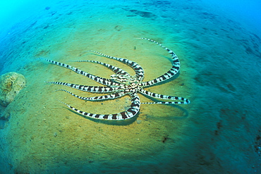 Mimic Octopus (Thaumoctopus mimicus). This species of Octopus is said to be able to mimic other species of animals' shapes, colors and even movement. Gorontalo, Sulawesi, Indonesia.