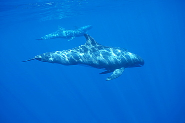 Pygmy killer whale (Feresa attenuata) travelling pod in dappled light.
Hawaii.