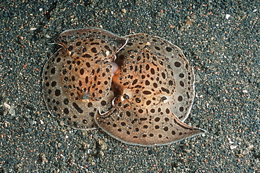 Moon-faced Euselenops (Euselenops luniceps) mating. Lembeh Strait, Sulawesi, Indonesia