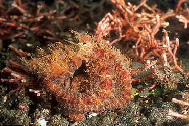 New Species of "Hiary Octopus" (Octopus sp.). Lembeh Strait, Sulawesi, Indonesia