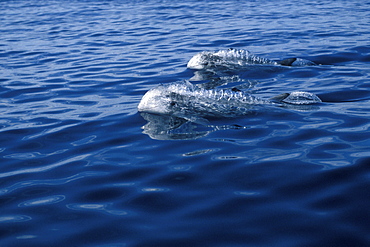 Risso's Dolphins (Grampus griseus) adults, porpoising, surfacing. Azores, Portugal, Atlantic