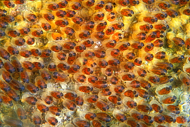 Saddleback Anemonefish Eggs, (Amphiprion polymnus). Gorontalo, Sulawesi, Indonesia.   (rr)