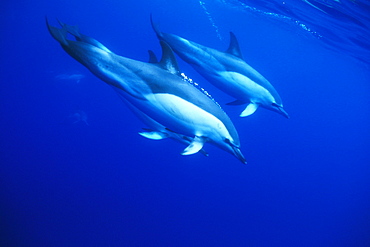 Short-beaked Common Dolphins (Delphinus delphis). Azores, Portugal.  Atlantic Ocean.