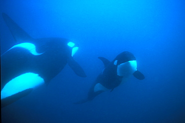 Orca (Orcinus orca). Juvenile interacting with group.
Akaroa, New Zealand.