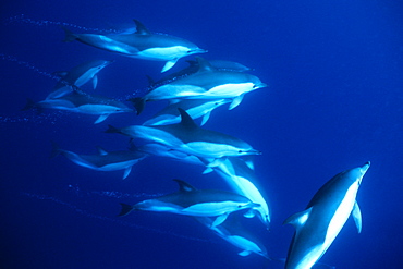 Short-beaked Common Dolphins (Delphinus delphis). Azores, Portugal.  Atlantic Ocean.   (rr)