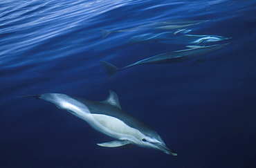 Short-beaked Common Dolphins (Delphinus delphis). Azores, Portugal, Atlantic