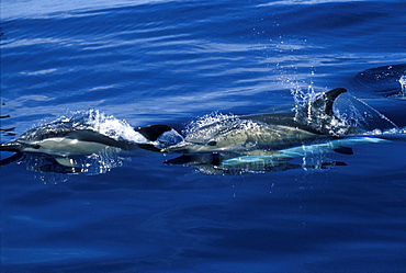 Short-beaked Common Dolphins (Delphinus delphis) surfacing, porpoising. Azores, Portugal, Atlantic