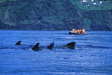 Short-finned Pilot Whale (Globicephala macrorhynchus) and whale-watchers. Azores, Portugal, Atlantic.