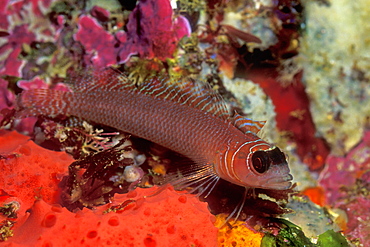 Spectacled Triple-fin (Obliquichthys maryannae). Poor Knights Island, New Zealand.   (rr)