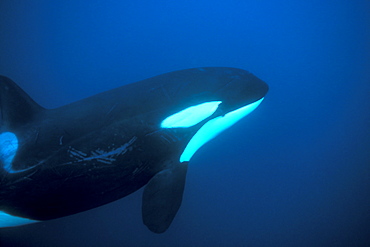 Orca (Orcinus orca) swimming up showing rake marks from another killer whale.
Akaroa, New Zealand.