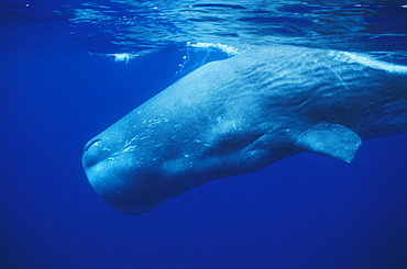 Sperm Whale (Physeter macrocephalus). Azores, Portugal, Atlantic