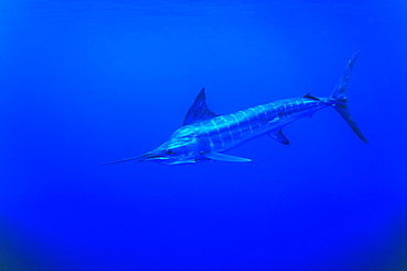 Striped Marlin, Tetrapturus audux. North Island, Three Kings, New Zealand.   (rr)