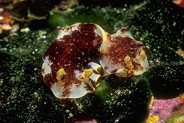 A pair of Variable Nudibranchs(Aphelodoris luctuosa). Poor Knights Island, New Zealand