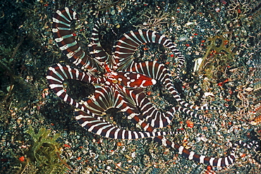 Wunderpus (Wunderpus photogenicus) showing off its bands to scare off predator (or diver). Lembeh Strait, Sulawesi, Indonesia