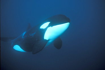 Orca (Orcinus orca) swimming underwater. Water is very dark because the orca enter Norwegian fjords in middle of winter to feed on herring. Svolvaer, Norway (rr)