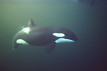 Orca (Orcinus orca) swimming underwater.
  Water is very dark because the orca enter Norwegian fjords in middle of winter to feed on herring.
Svolvaer, Norway
(restrictred resolution - please contact us)