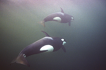 Two Orcas (Orcinus orca) swimming away from camera.  Water is very dark because the orca enter Norwegian fjords in middle of winter to feed on herring.
Svolvaer, Norway
(restrictred resolution - please contact us)