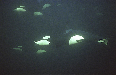 Orca (Orcinus orca). Group swimming in dark water.  Water is very dark because the orca enter Norwegian fjords in middle of winter to feed on herring.
Svolvaer, Norway
(restrictred resolution - please contact us)