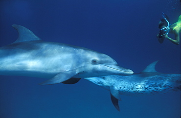 Bahamas, Atlantic Ocean Spotted Dolphins, Stenella frontalis. Bahamas, Atlantic Ocean