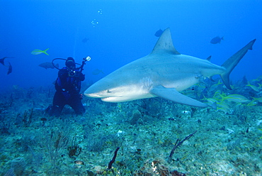 Bull Shark & diver. Bahamas, Atlantic Ocean