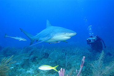 Bull Shark & diver. Bahamas, Atlantic Ocean