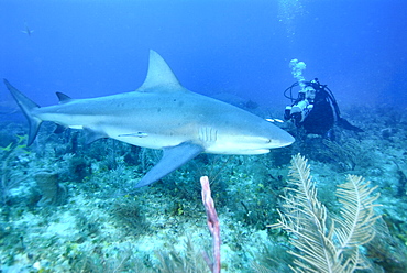 Bull Shark & diver. Bahamas, Atlantic Ocean