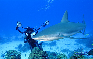 Caribbean Reef Shark & diver. Bahamas, Atlantic Ocean