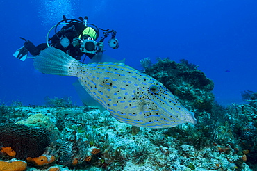 Scribbled Filefish & diver Mexico