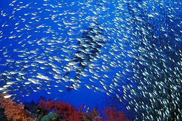 Glassy Sweepers & diver. Red Sea