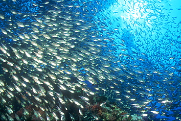 Glassy Sweepers & diver. Red Sea