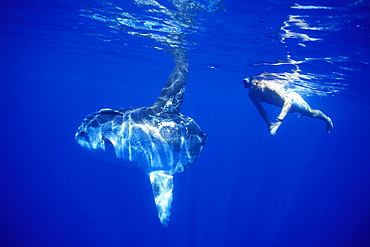 Mola Mola or Oceanic Sunfish & snorkeler. Azores, Portugal