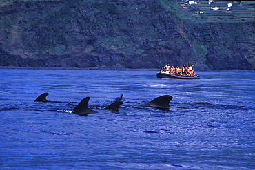 Short-finned Pilot Whale (Globicephala macrorhynchus) & whale-watchers. It is by law that whale watchers should stay at least 50meters (150 feet) away from large whales, including Pilot Whale (in picture here).  Unless special in-water permits are given, snorkelers can only swim with smaller dolphins, but not big whales. Azores, Portugal, Atlantic.