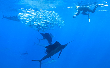 Sailfish & snorkeler. Mexico